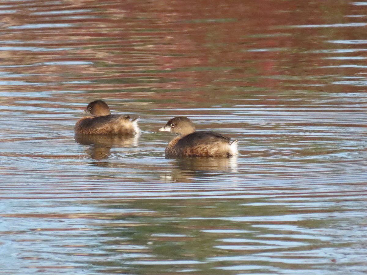 potápka americká - ML647906707