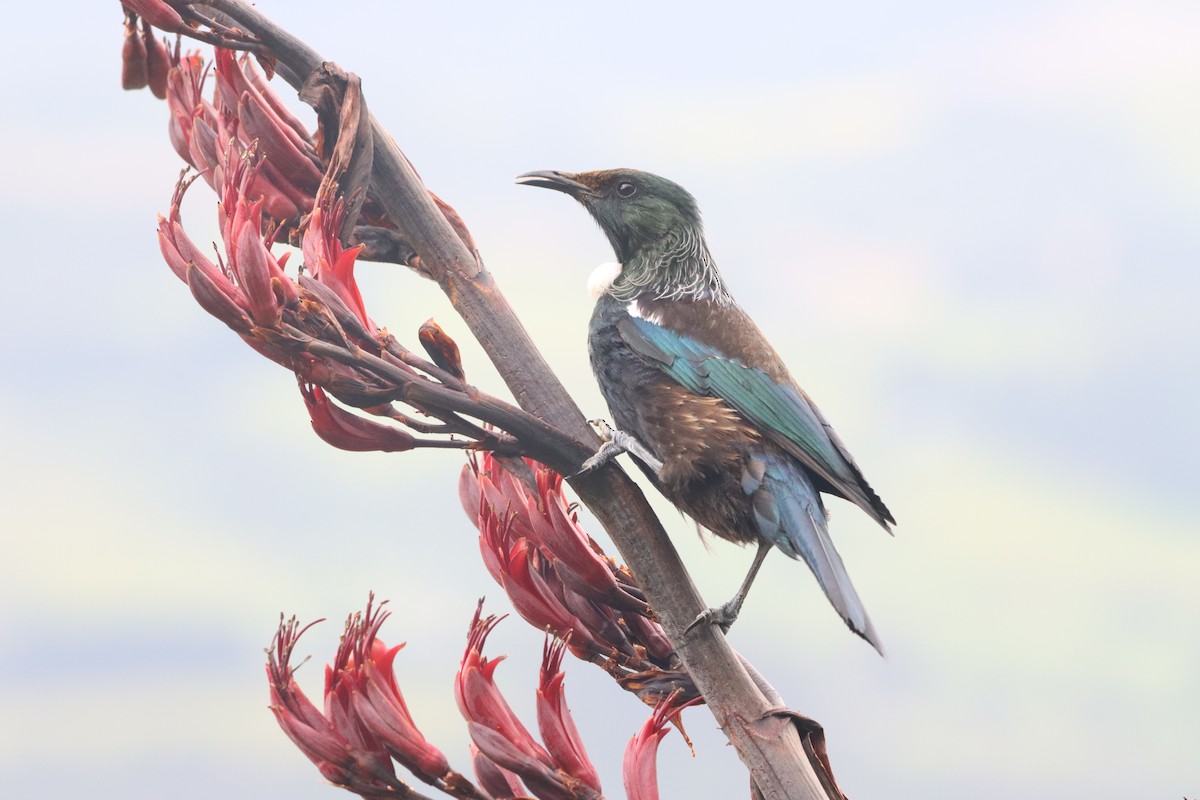 tui zpěvný - ML647906709