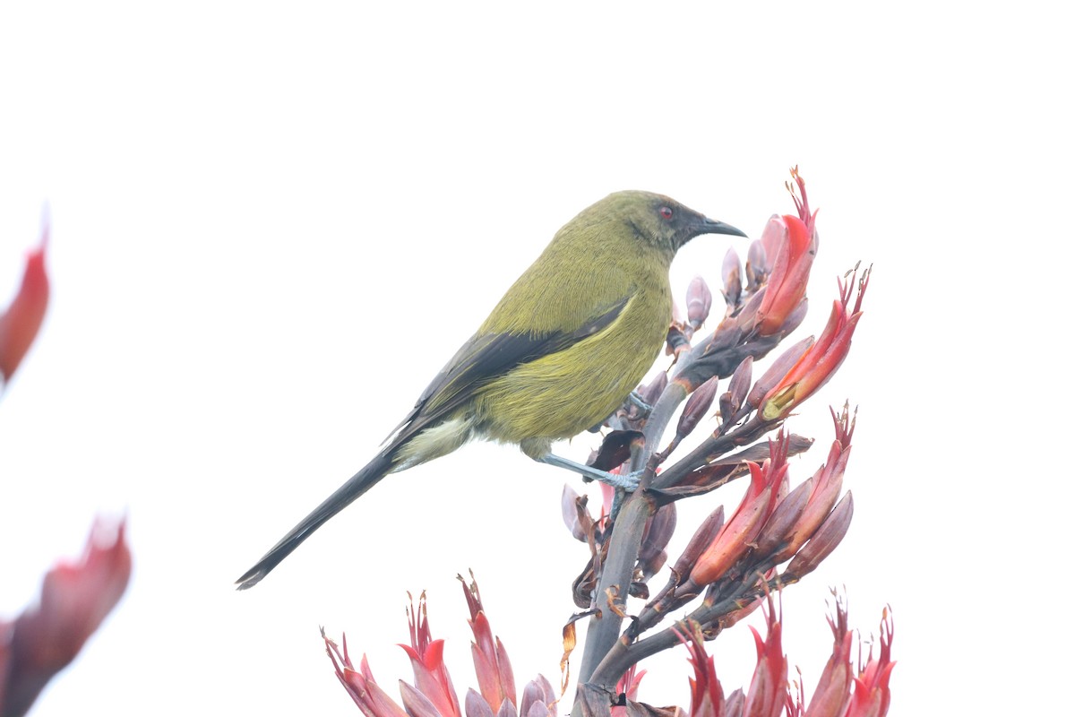 medosavka novozélandská - ML647906711