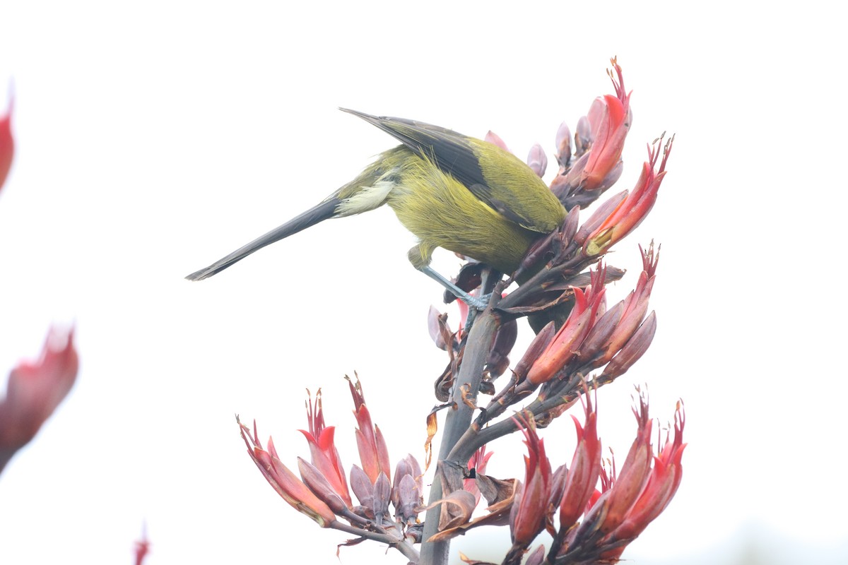 medosavka novozélandská - ML647906712