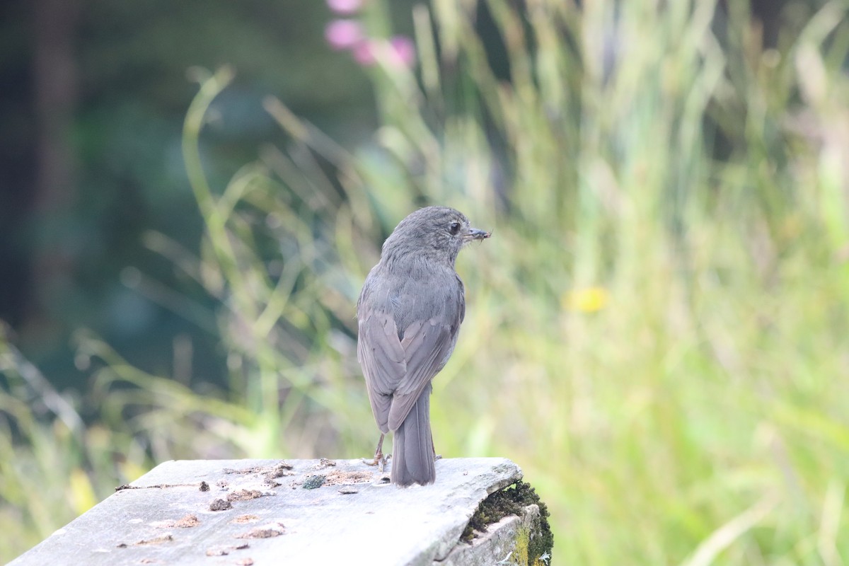 lejsčík dlouhonohý - ML647906718