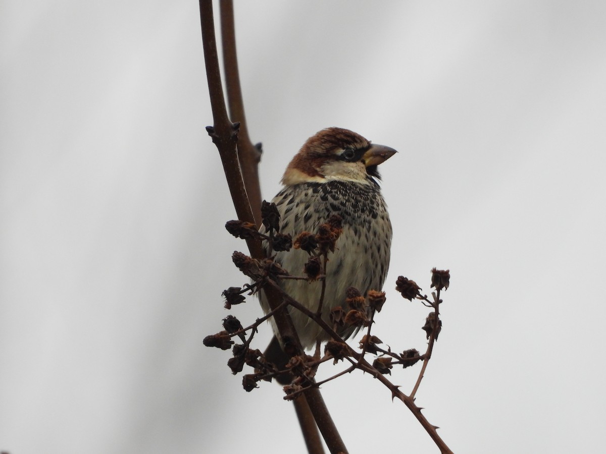 vrabec pokřovní - ML647906719