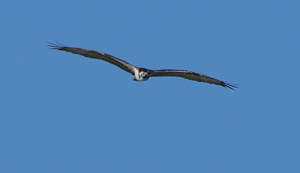 orlovec říční - ML647906720