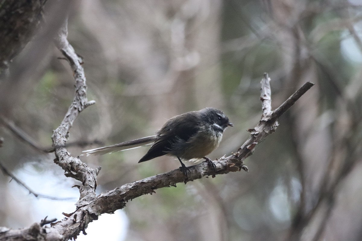 New Zealand Fantail - ML647906722