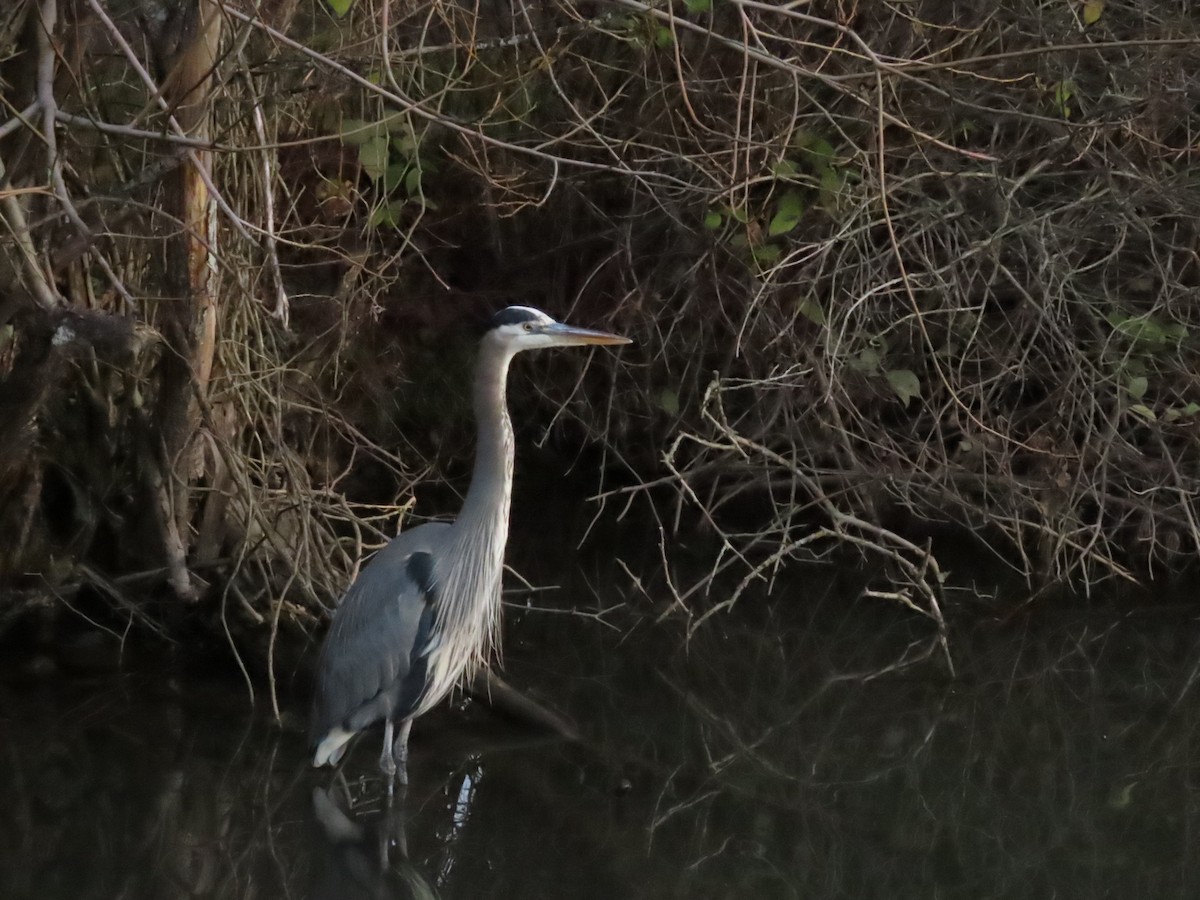 Great Blue Heron - ML647906742