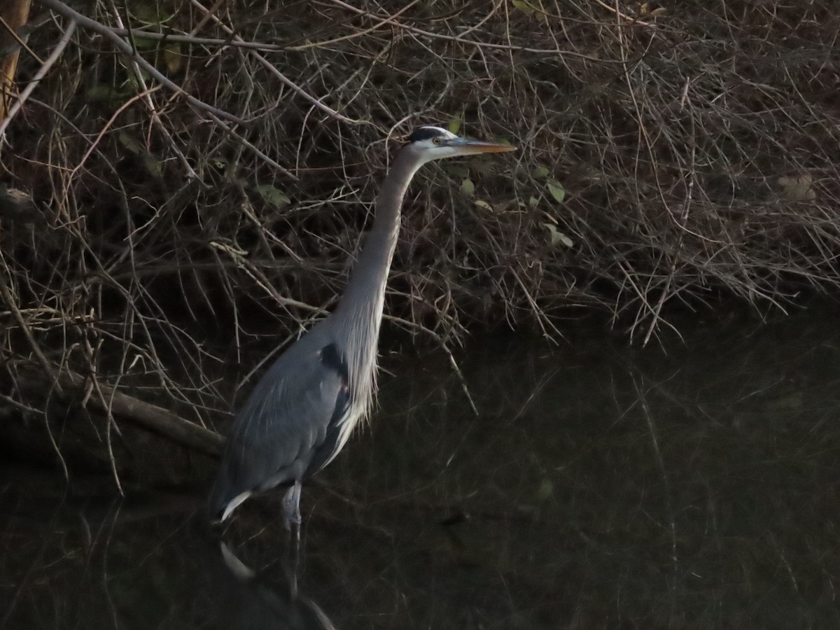 Great Blue Heron - ML647906743