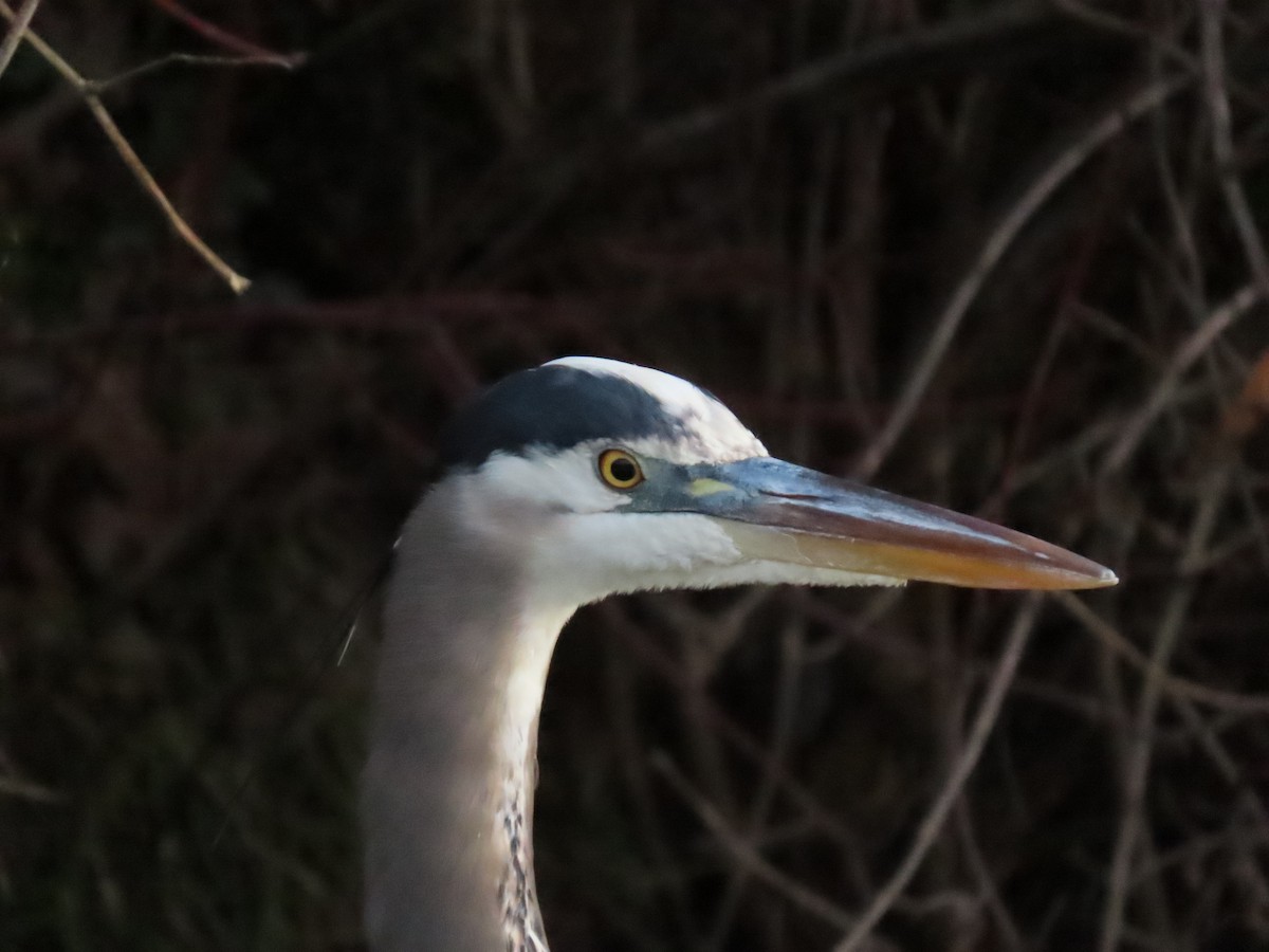 Great Blue Heron - ML647906744