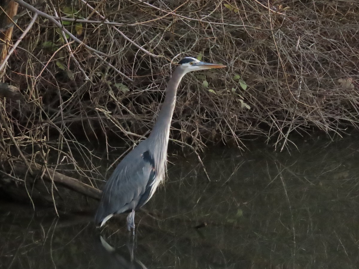 Great Blue Heron - ML647906745