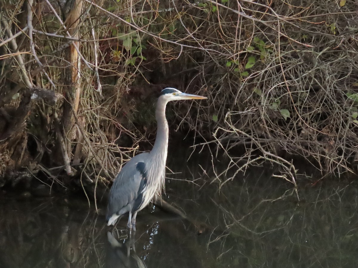 Great Blue Heron - ML647906746