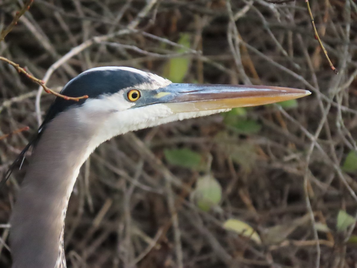 Great Blue Heron - ML647906747