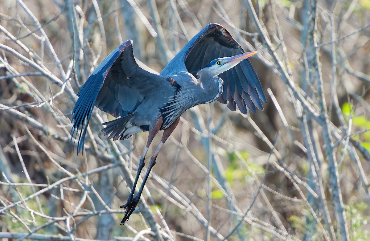 Great Blue Heron - ML647906766