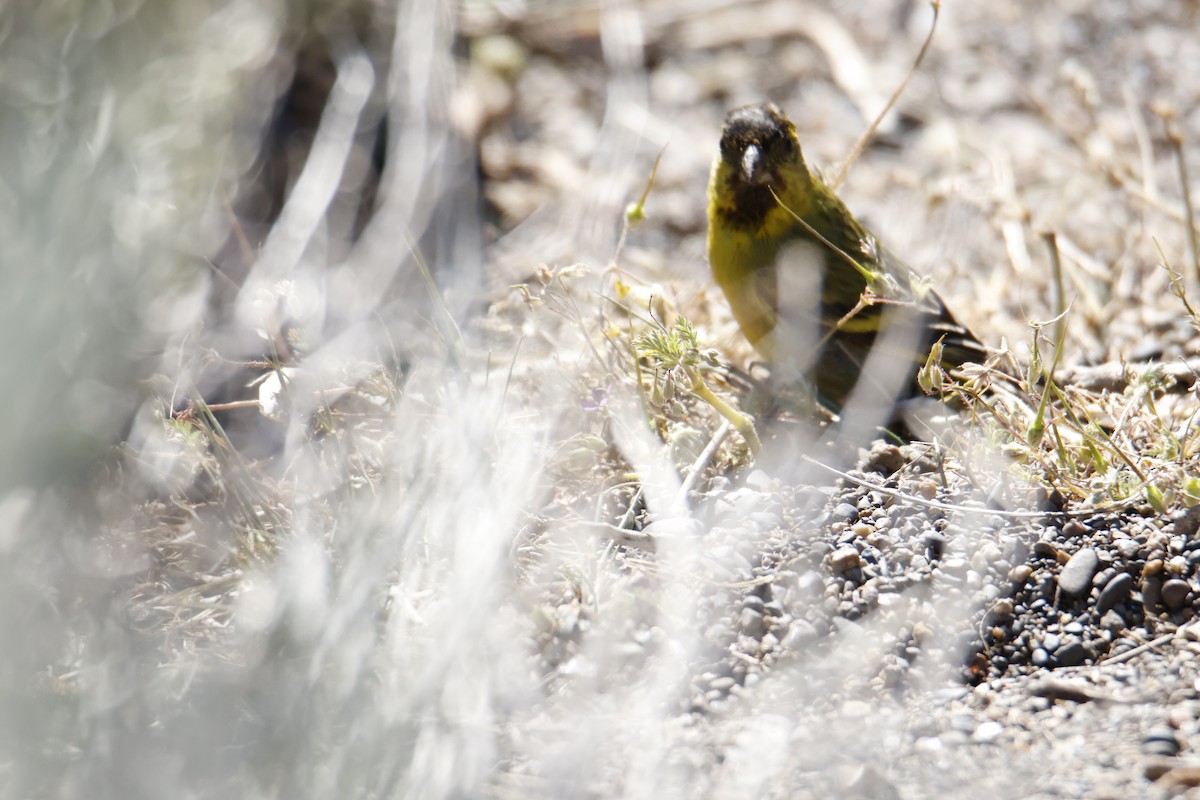 Black-chinned Siskin - ML647906856