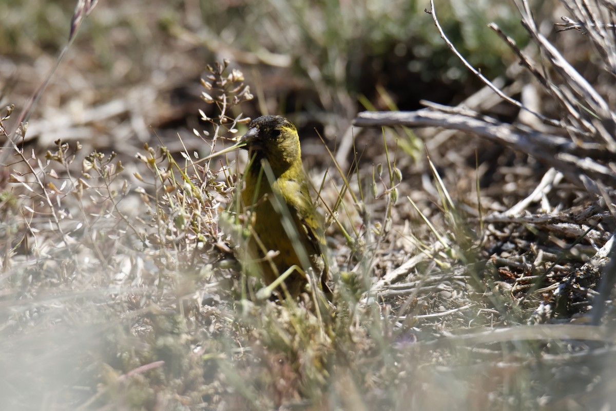 Black-chinned Siskin - ML647906857
