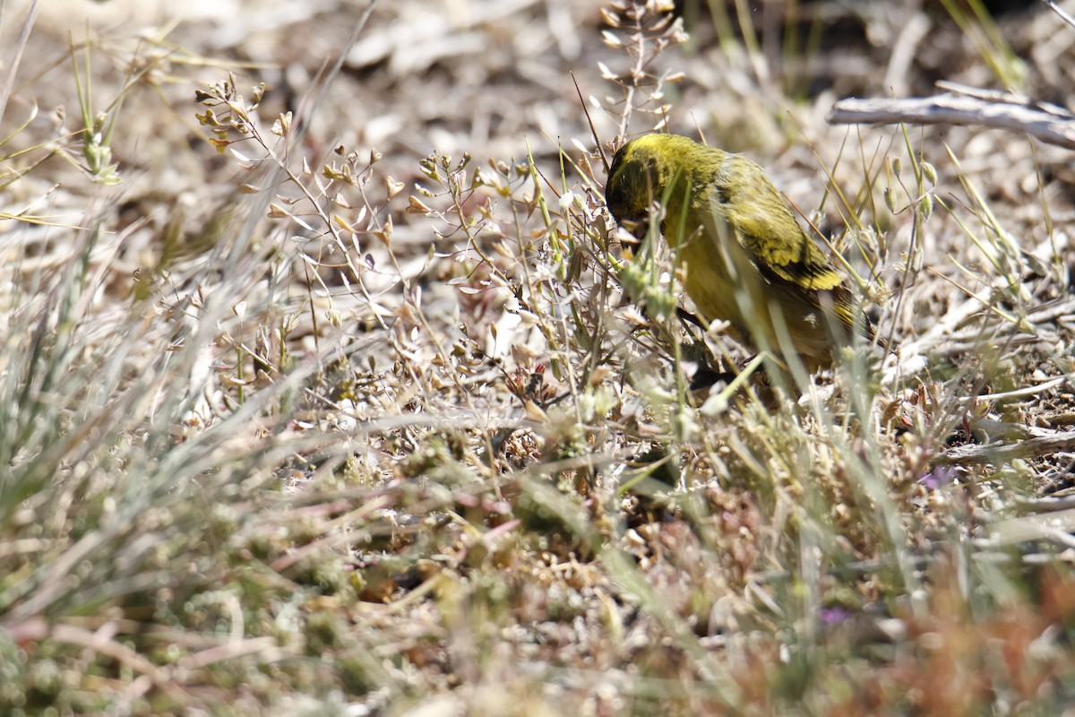 Black-chinned Siskin - ML647906858