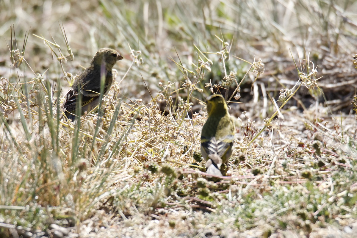 Black-chinned Siskin - ML647906860