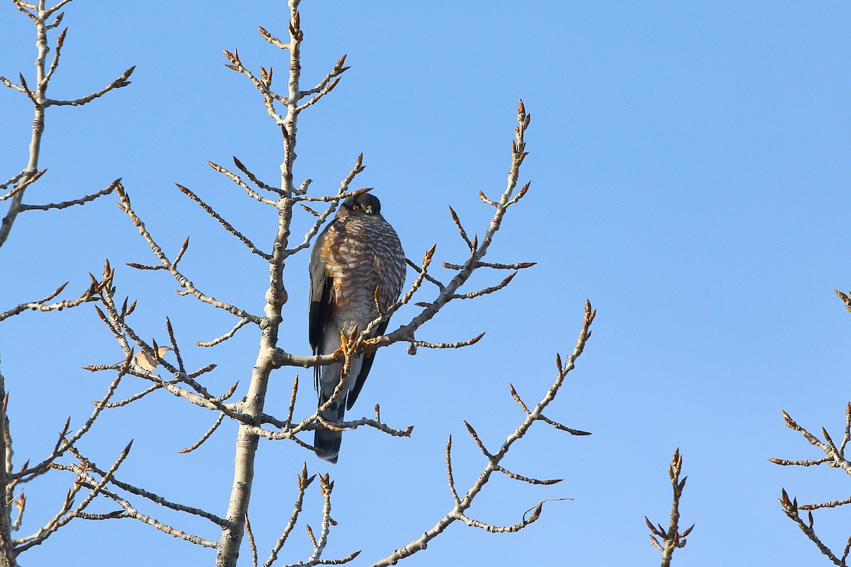 Sharp-shinned Hawk (Northern) - ML647906864