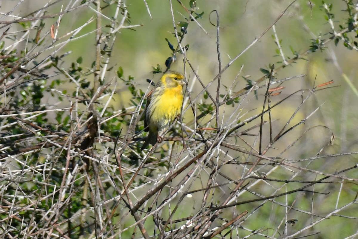 European Serin - ML647906865