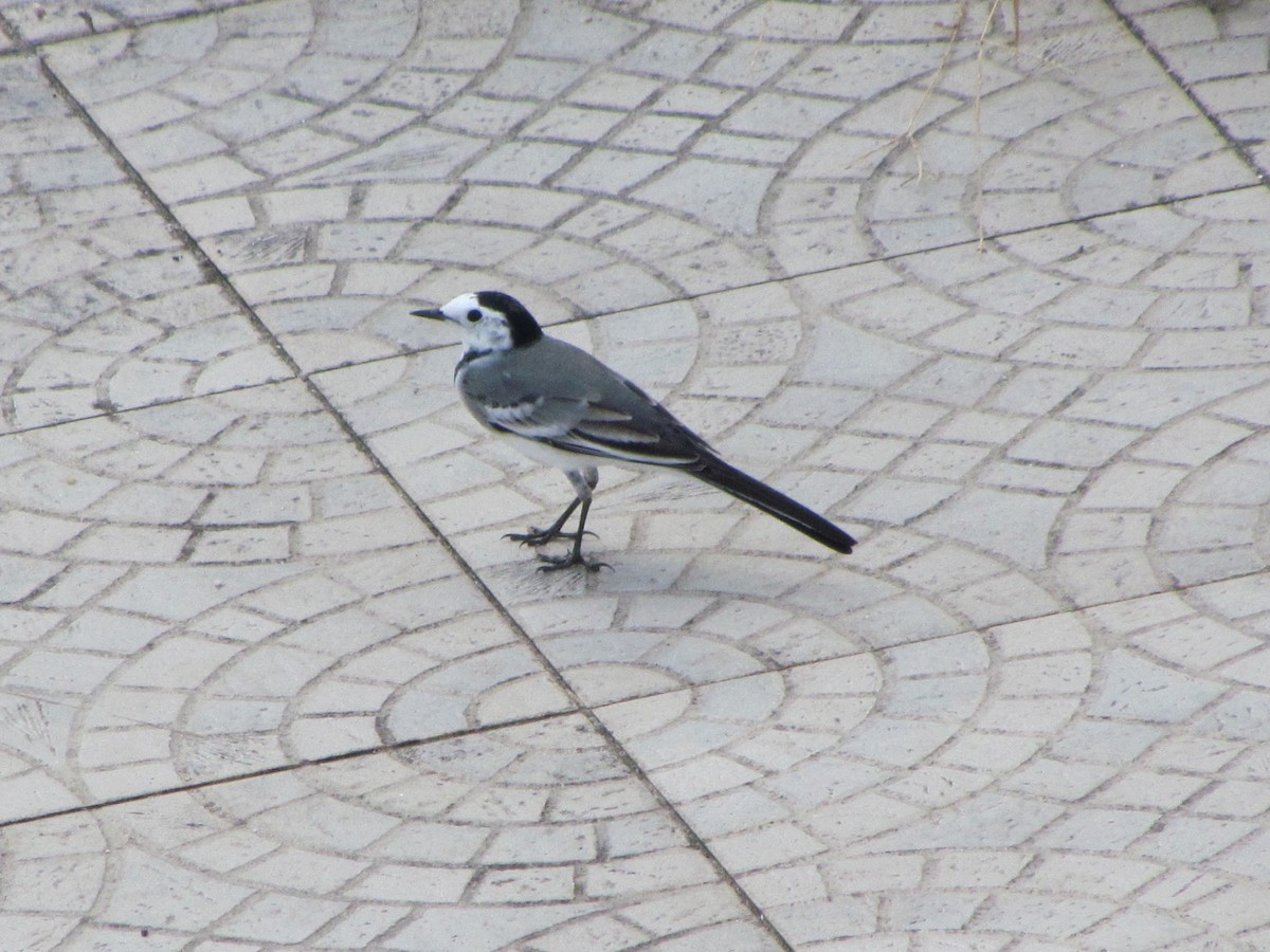 White Wagtail - ML647906867