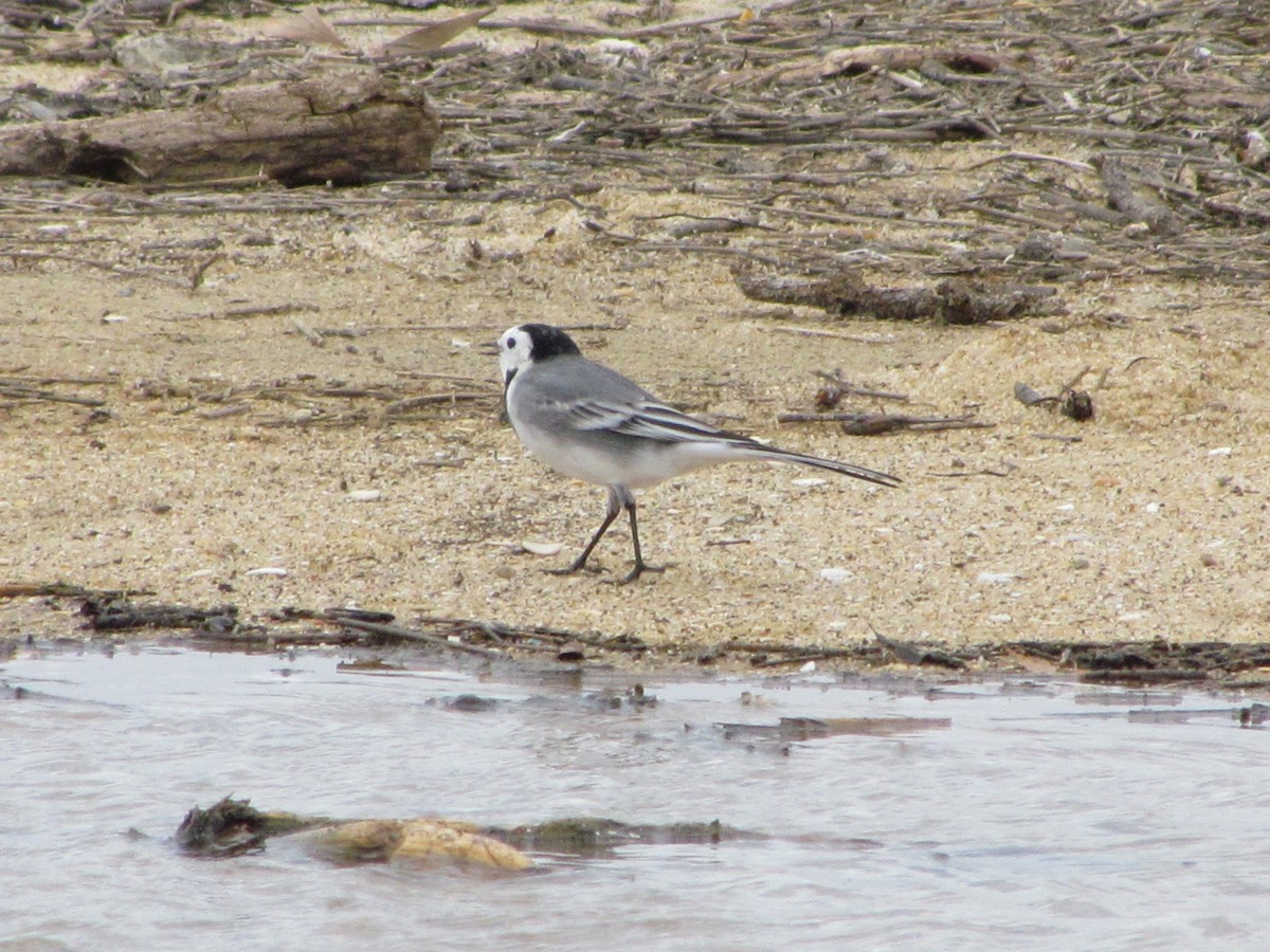 White Wagtail - ML647906868