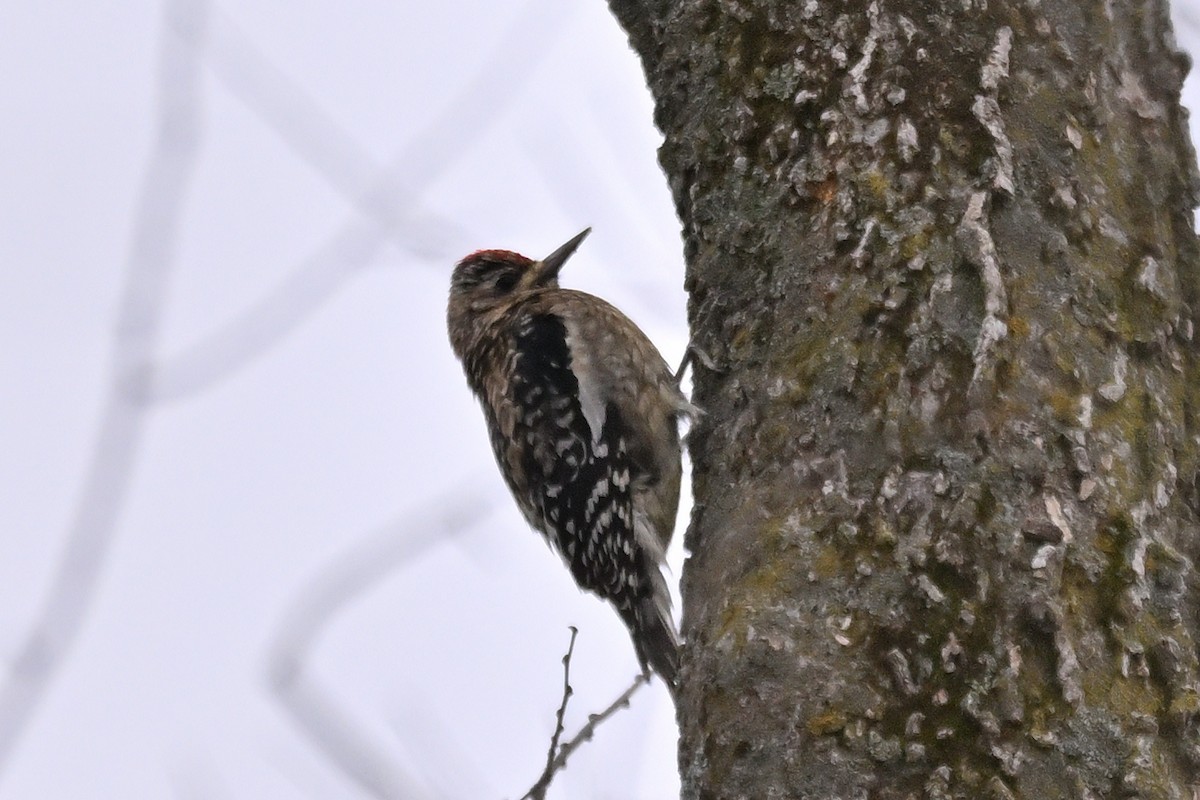 Yellow-bellied Sapsucker - ML647906874
