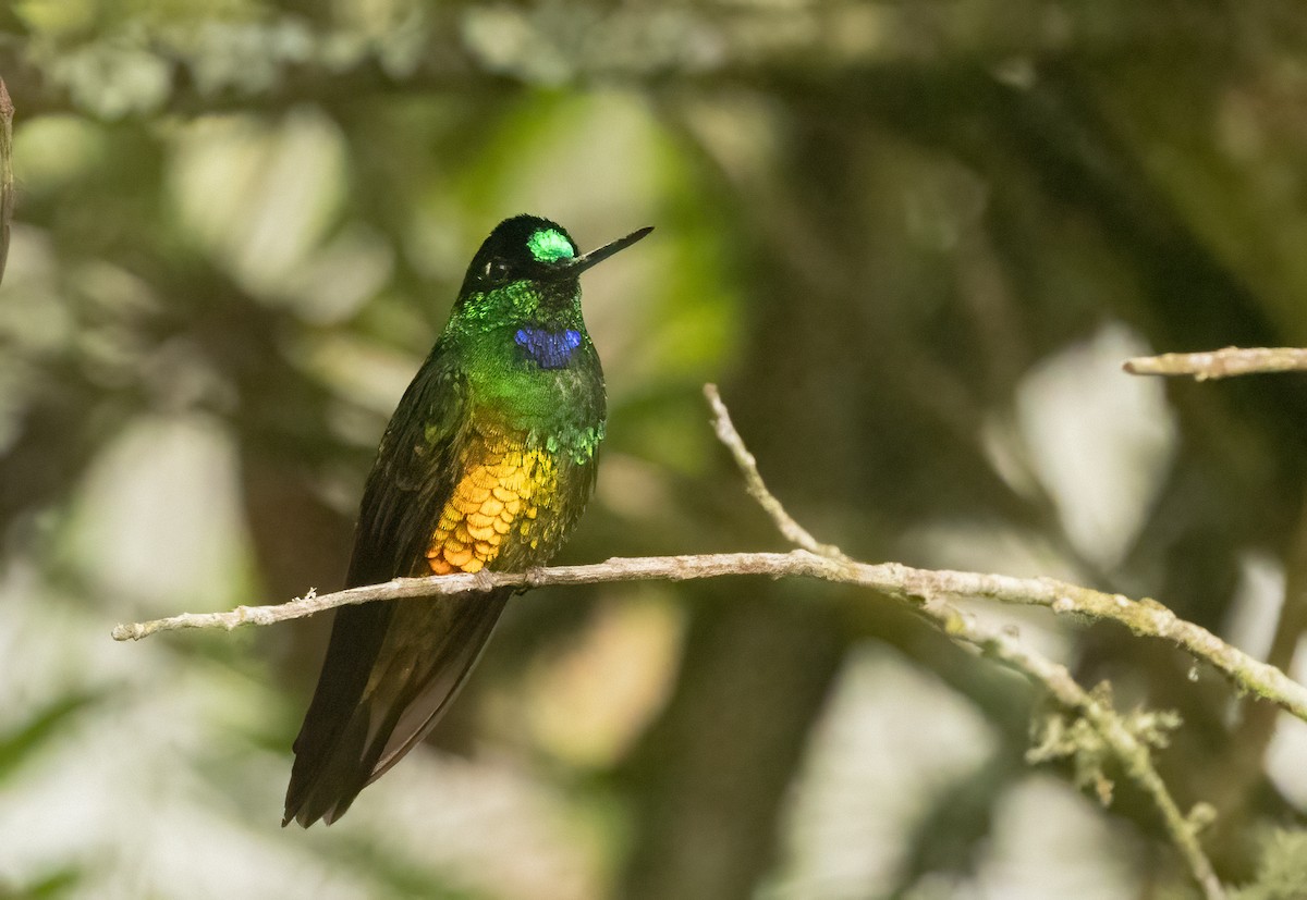 Golden-bellied Starfrontlet - ML647906875