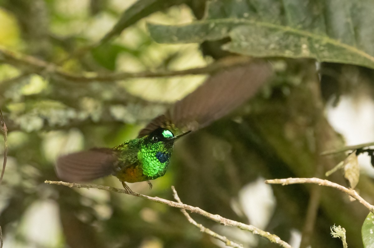 Golden-bellied Starfrontlet - ML647906876