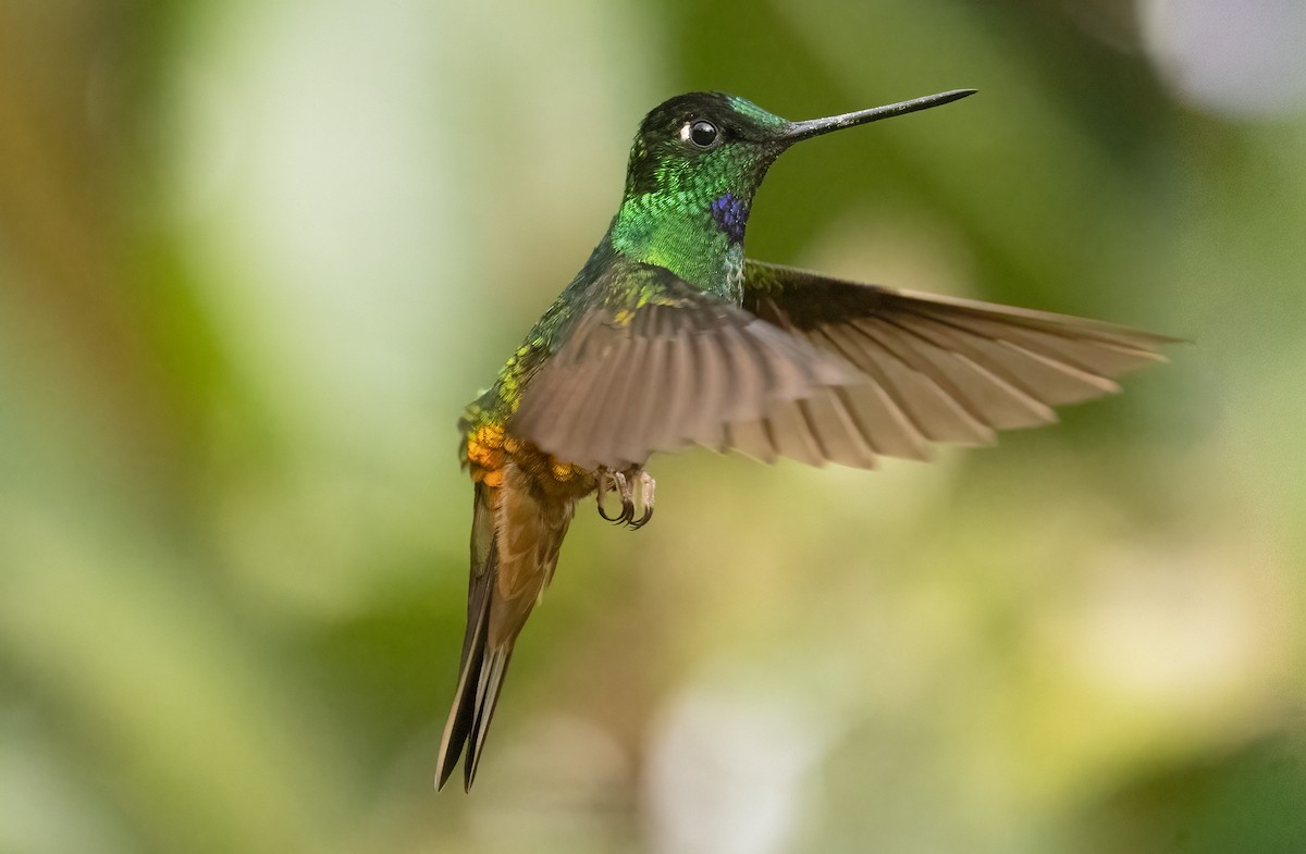 Golden-bellied Starfrontlet - ML647906877