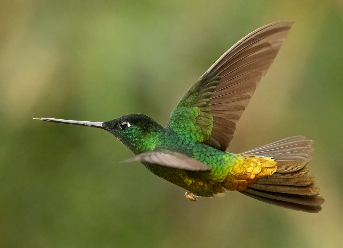 Golden-bellied Starfrontlet - ML647906878