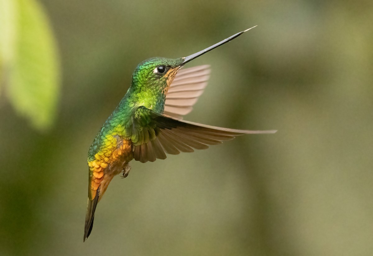 Golden-bellied Starfrontlet - ML647906880