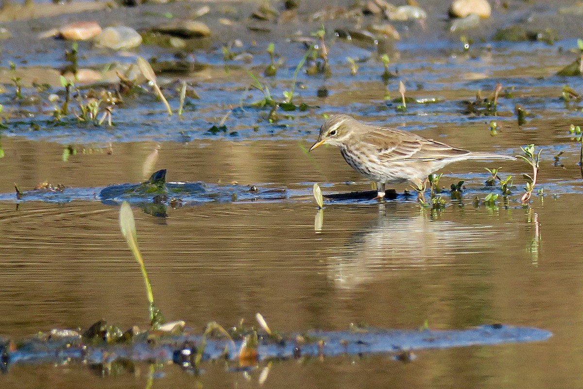 Water Pipit - ML647906881