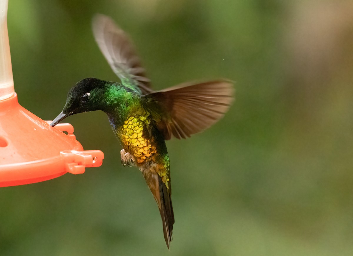 Golden-bellied Starfrontlet - ML647906883