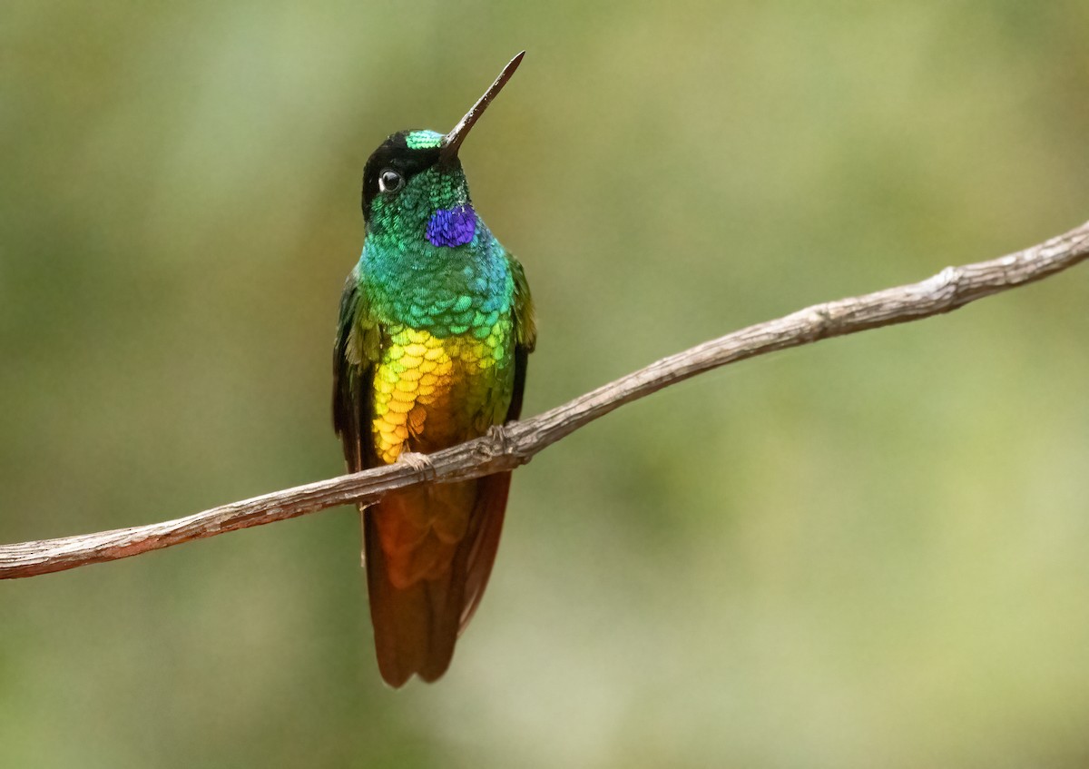 Golden-bellied Starfrontlet - ML647906884