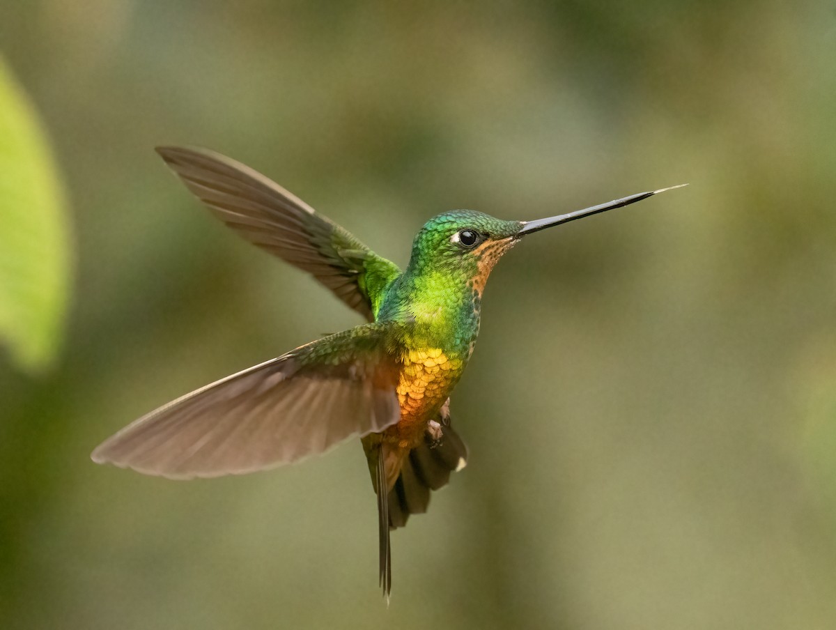 Golden-bellied Starfrontlet - ML647906885