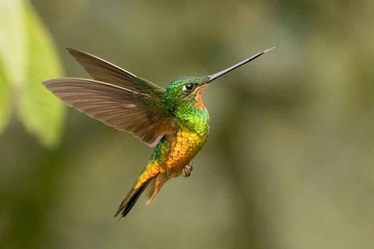 Golden-bellied Starfrontlet - ML647906886