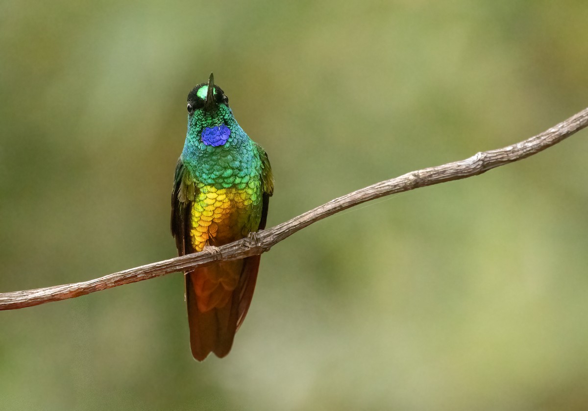 Golden-bellied Starfrontlet - ML647906887