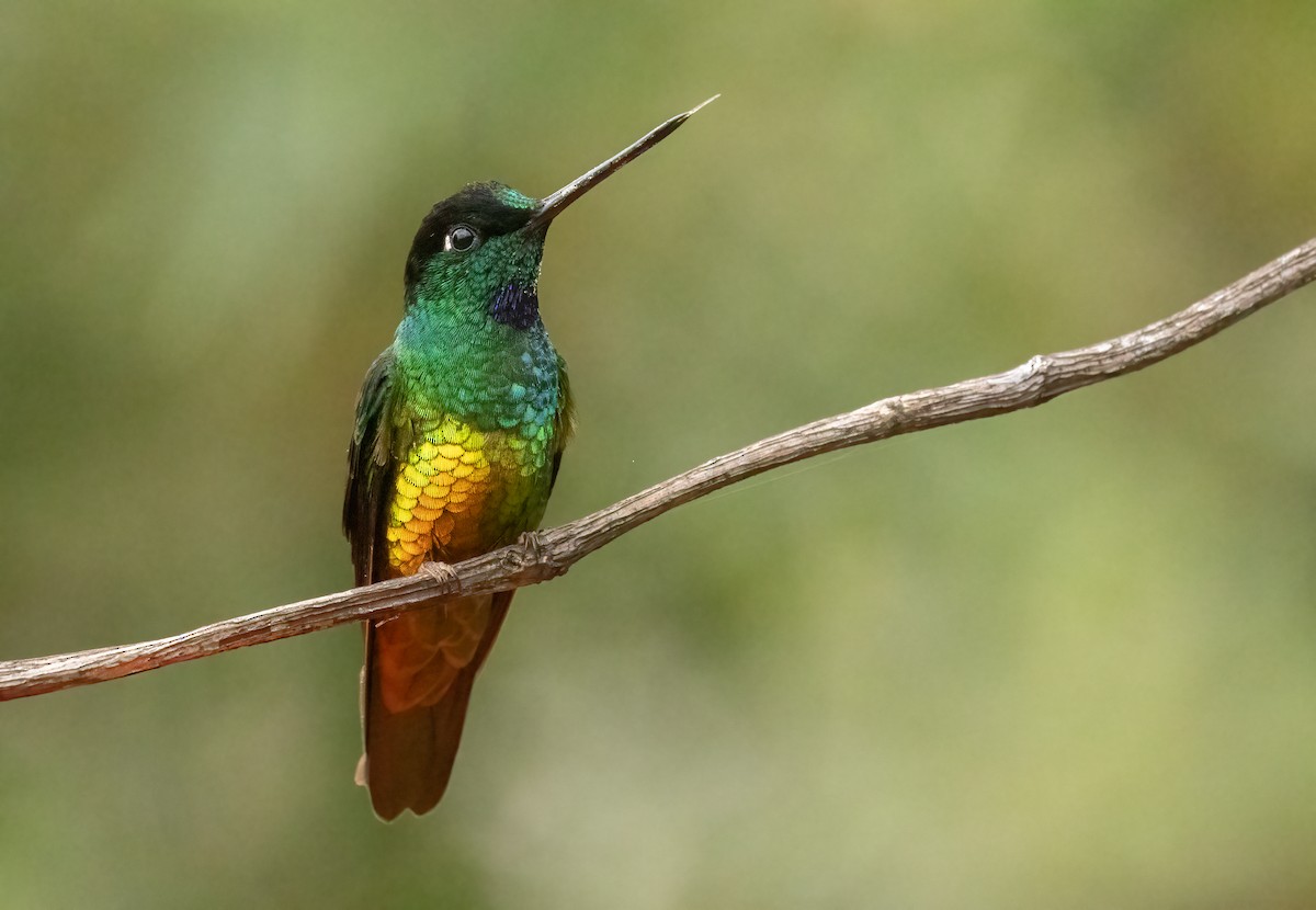 Golden-bellied Starfrontlet - ML647906889