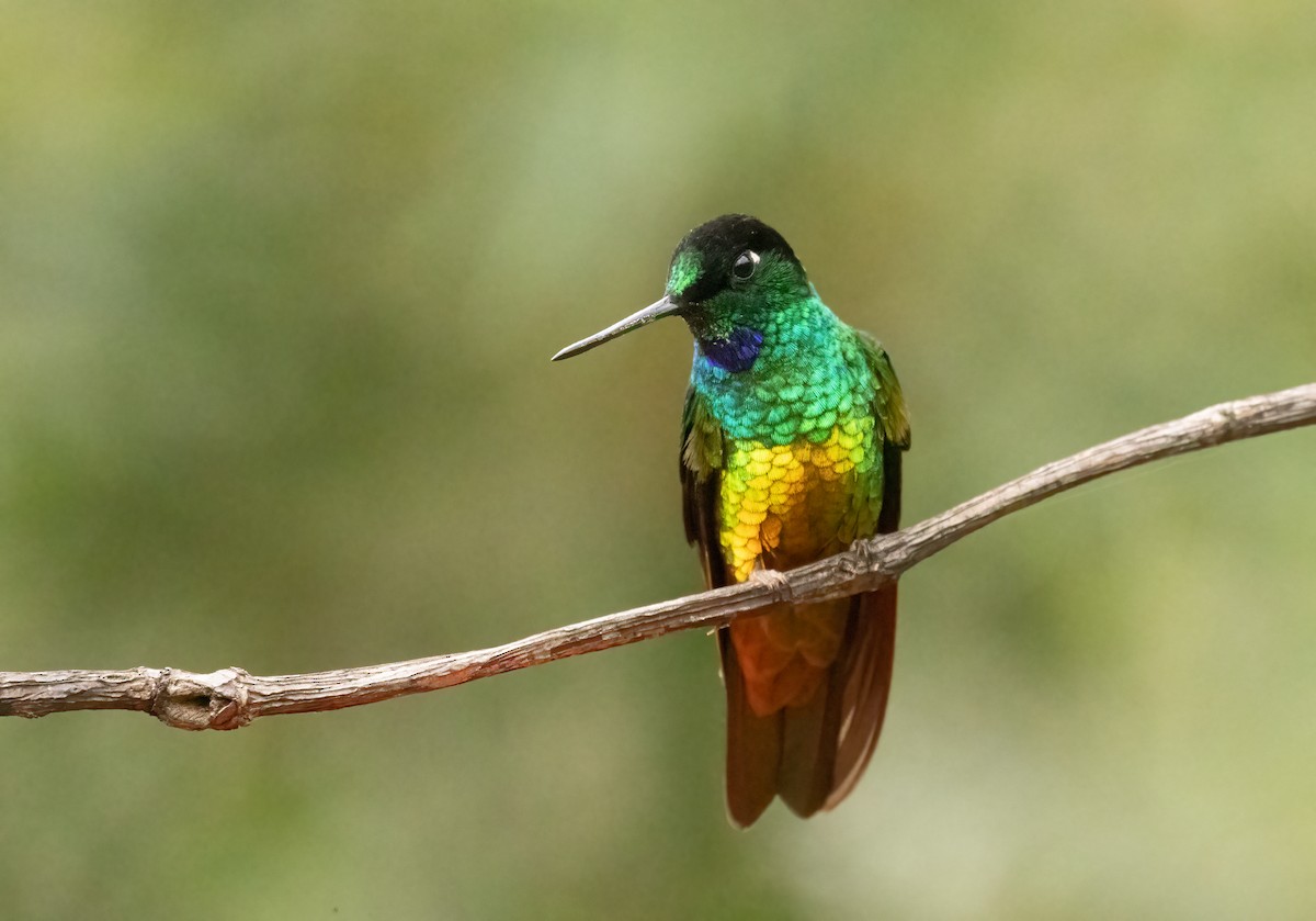 Golden-bellied Starfrontlet - ML647906890