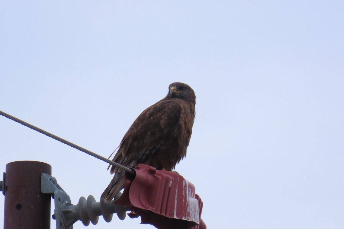 Ferruginous Hawk - ML647906891