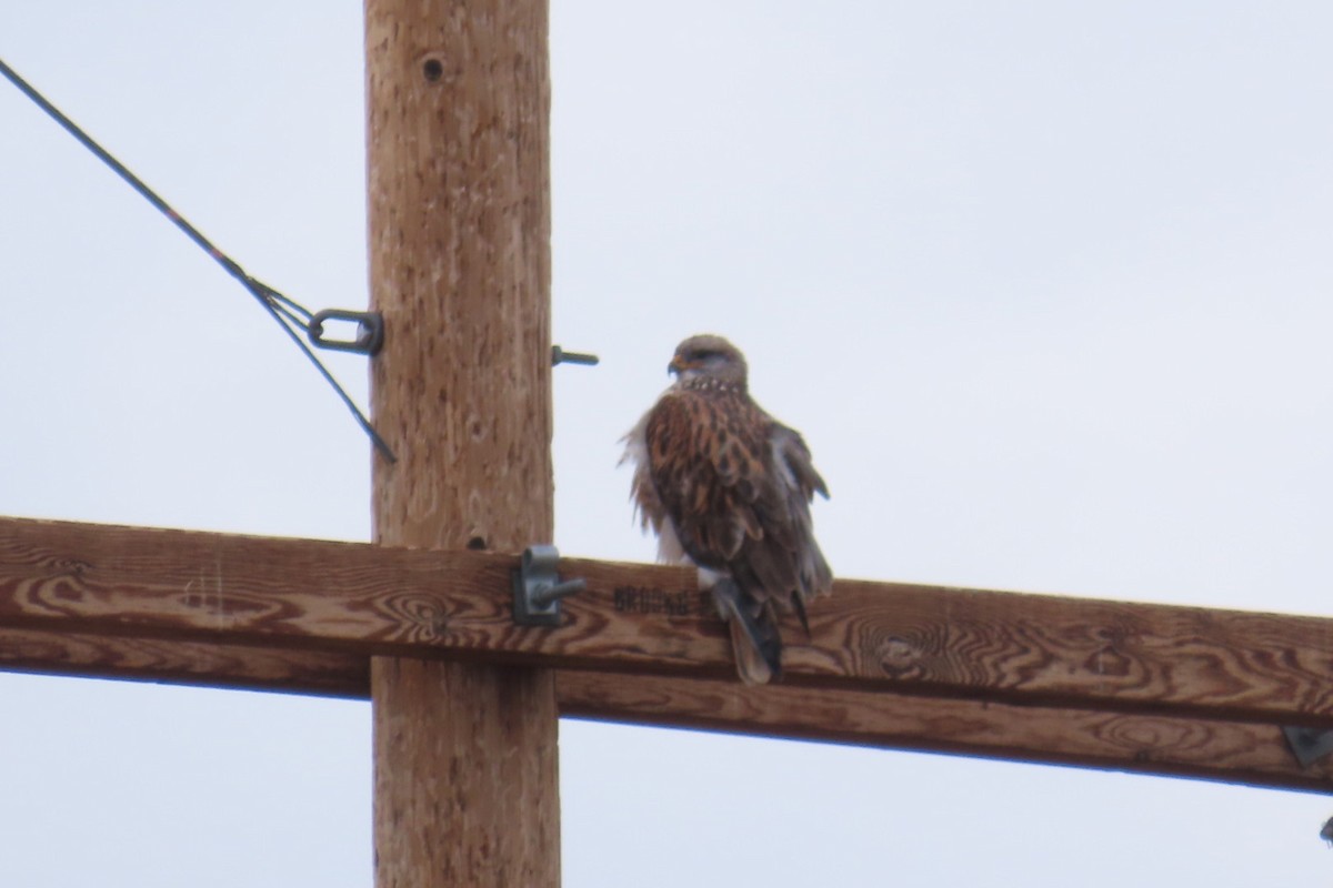 Ferruginous Hawk - ML647906892