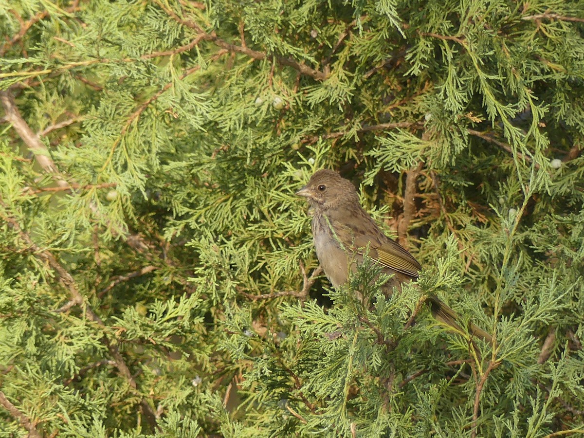 Green-tailed Towhee - ML647906893