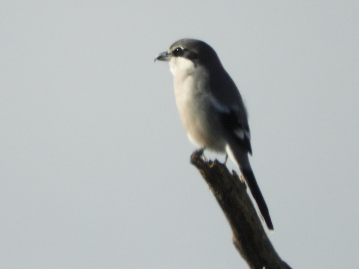 Iberian Gray Shrike - ML647906894