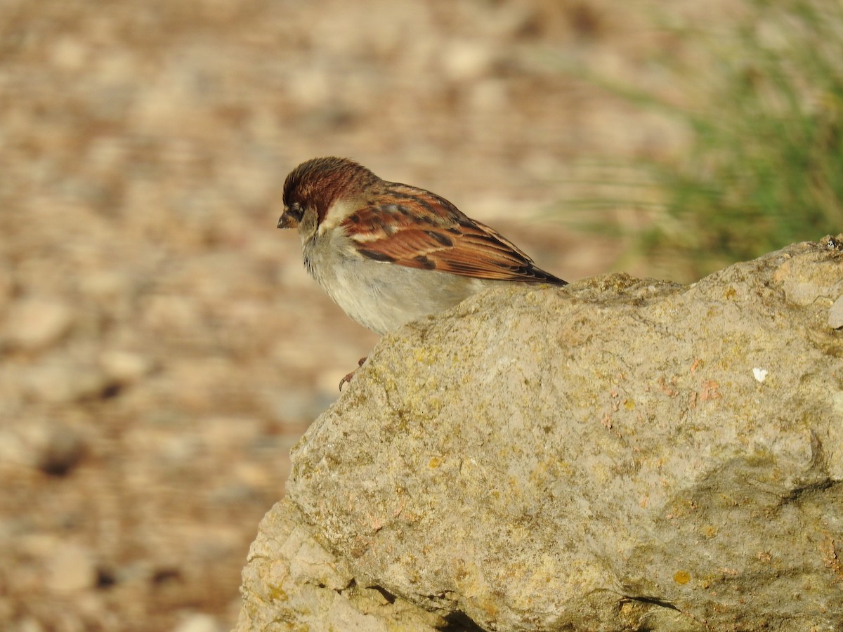 House Sparrow - ML647906895