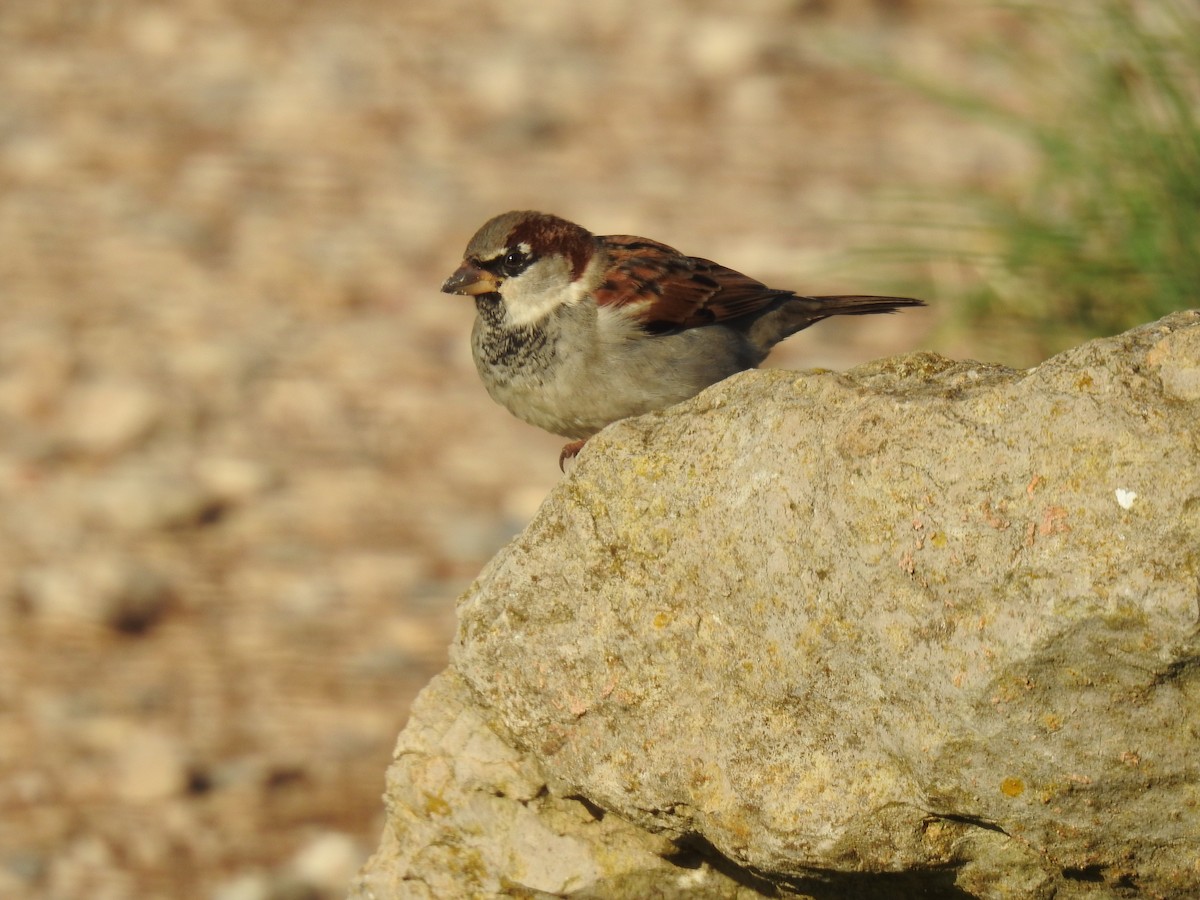 House Sparrow - ML647906896
