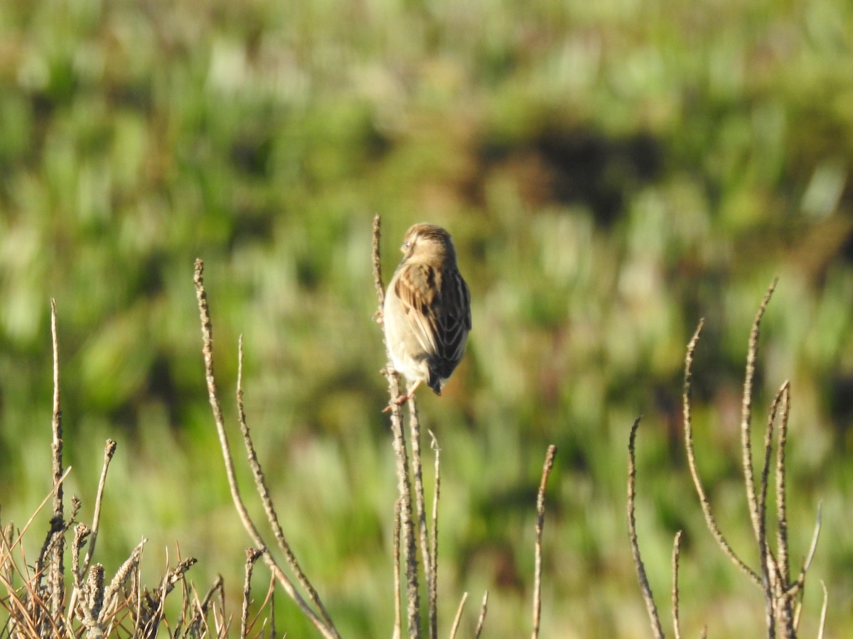 House Sparrow - ML647906899