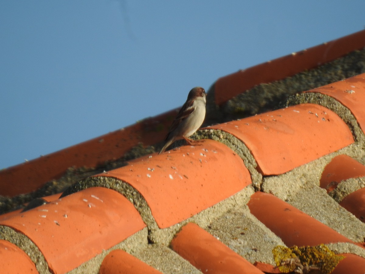 House Sparrow - ML647906901