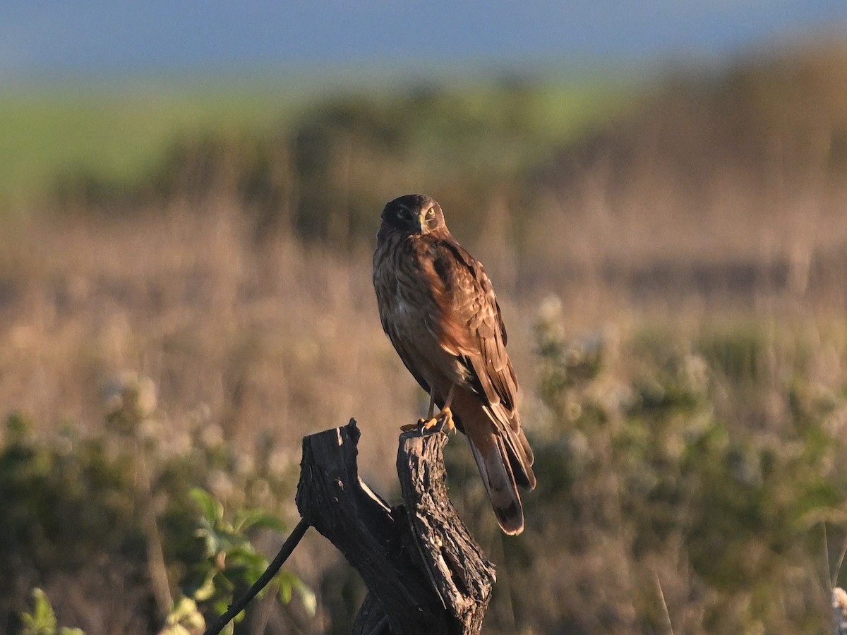 Northern Harrier - ML647906968