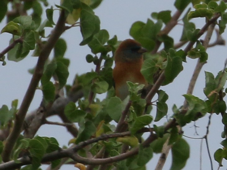 Lazuli Bunting - ML647906973