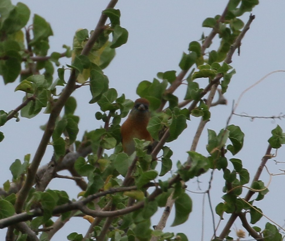 Lazuli Bunting - ML647906974