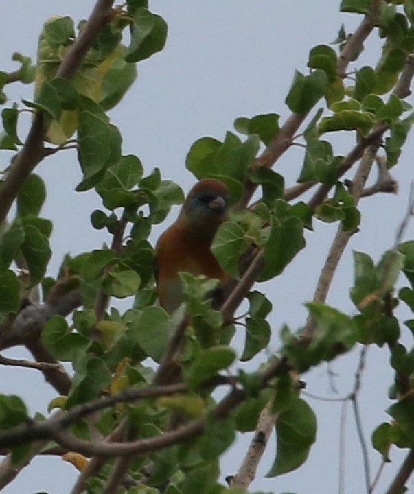 Lazuli Bunting - ML647906975