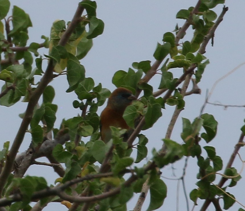 Lazuli Bunting - ML647906976